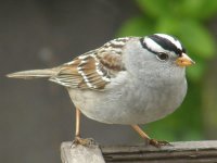 29white-crowned.jpg