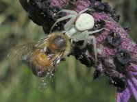 31Misumena vatia Honey (2).jpg