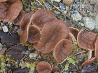 33Discina perlata, Pigs Ears.jpg