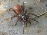 35folding door spider.jpg