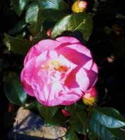 Camelia002 dz.jpg