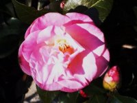 Camelia003[2] dz.jpg