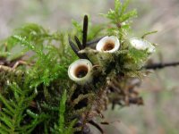Nidula candidaJellied Birds Nest Fungus (9).JPG
