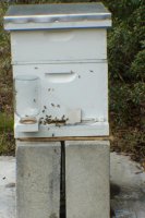 bees (530x800).jpg