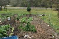 Feb 2012 garden 004 (800x532).jpg