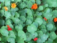 Nasturtiums.jpg