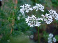 Coriander.jpg