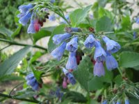 comfrey flowers.JPG