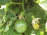 passionfruits.jpg