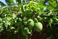 passionfruit.jpg