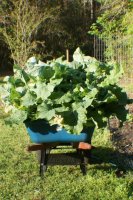 harvest2 (530x800).jpg