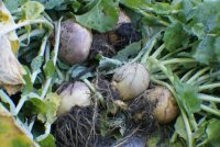 harvest3 (800x533).jpg