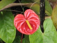 anthurium.jpg