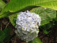 hydrangea.jpg