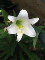 2010 Easter lily 003 (2)  EM.jpg