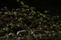 Grapes 001 (800x532) (2).jpg