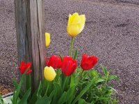 3-25-12flowers024.jpg