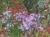 3-25-12flowers026.jpg