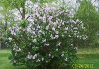 3-25-12flowers012.jpg