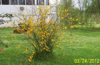 3-25-12flowers010.jpg