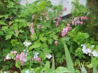3-25-12flowers016.jpg