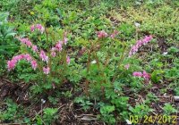 3-25-12flowers020.jpg