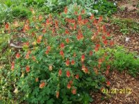 3-25-12flowers018.jpg
