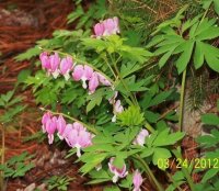 3-25-12flowers033.jpg
