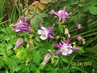 3-25-12flowers035.jpg