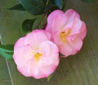 Flowers3-2-12018[1].jpg
