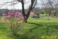 Trees2012001.jpg