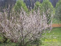 Trees2012003.jpg