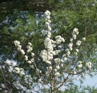 Trees2012005.jpg