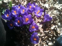 Crocus.jpg