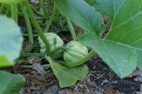 Acorn Squash (800x530).jpg