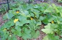 squash2 (800x520).jpg
