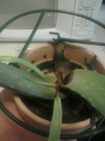 aloe2.jpg