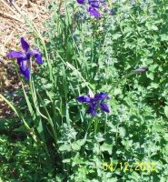 JapaneseIris1.jpg