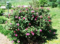 KnockoutRose1(3).jpg