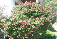 KnockoutRose3.jpg