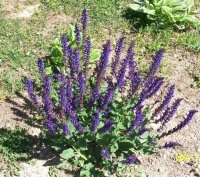 Salvia2.jpg