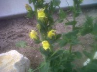 IMG00232-20120504-0750.jpg