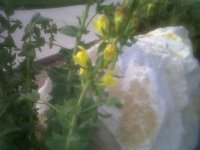 IMG00233-20120504-0750.jpg