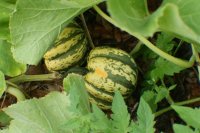 acorns (800x530).jpg