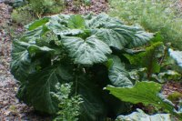 giant collardds (800x530).jpg