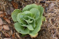 cabbage (800x530).jpg