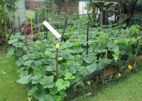 punks garden.jpg