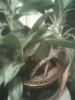 plant2.jpg