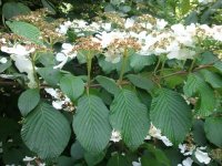 white shrub.jpg
