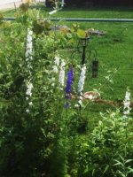white flower.jpg